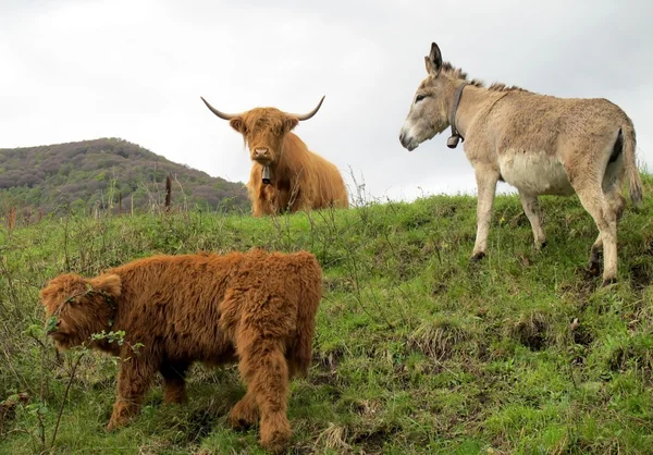 İskoç sığır ve eşek — Stok fotoğraf
