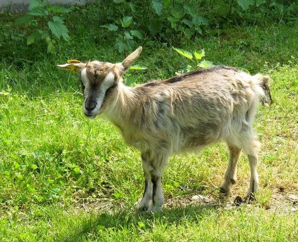 Cabra tibetana pequeña — Foto de Stock