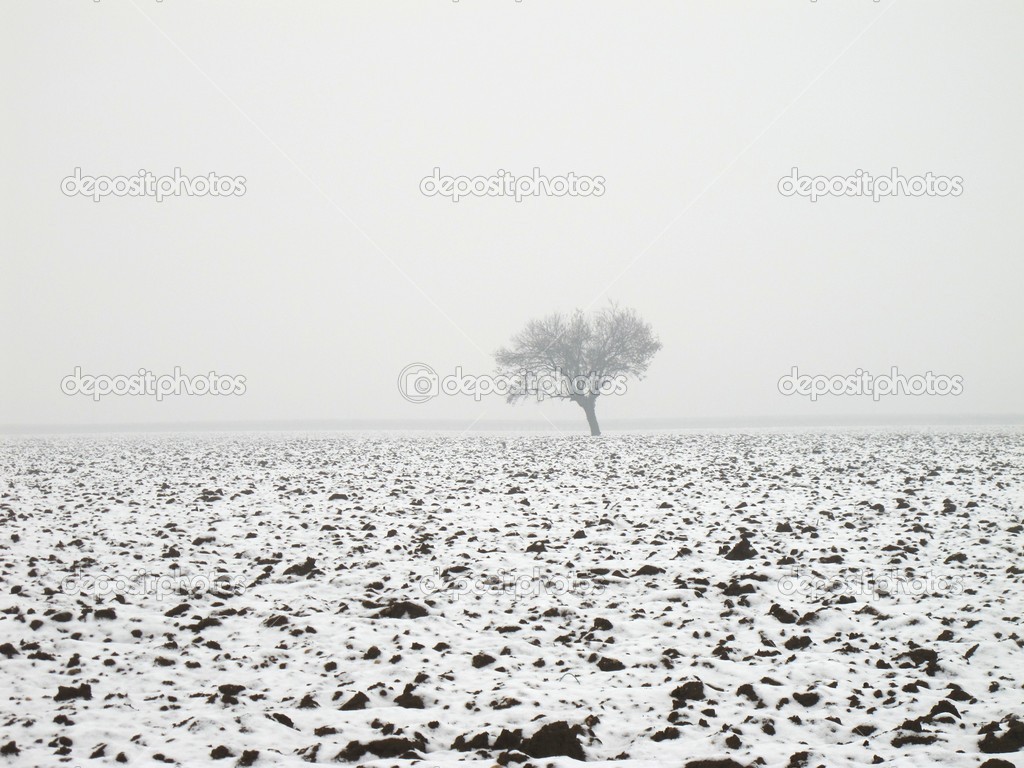 Lonely tree in fog on a winter landscape