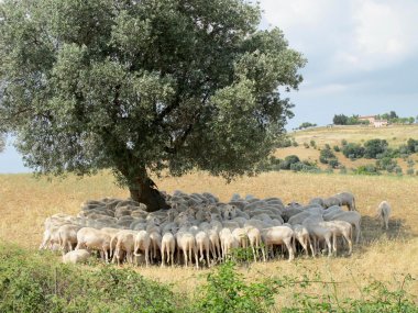 Toskana bir zeytin ağacının gölgesinde koyun sürüsü
