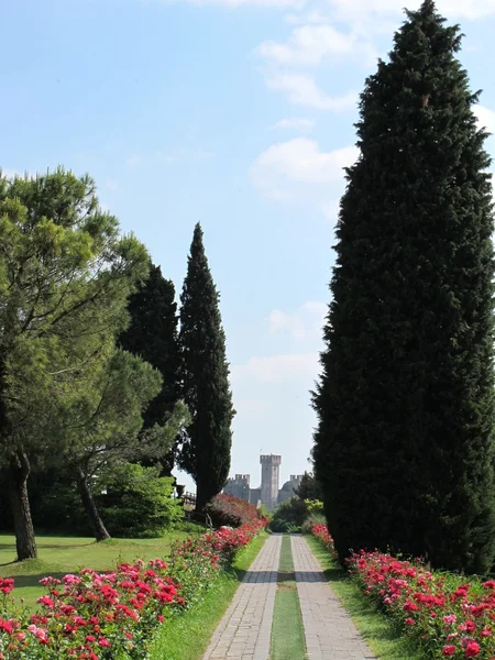 Pad van rozen door het landschapspark — Stockfoto