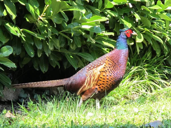 Fazant mannelijke vogel — Stockfoto