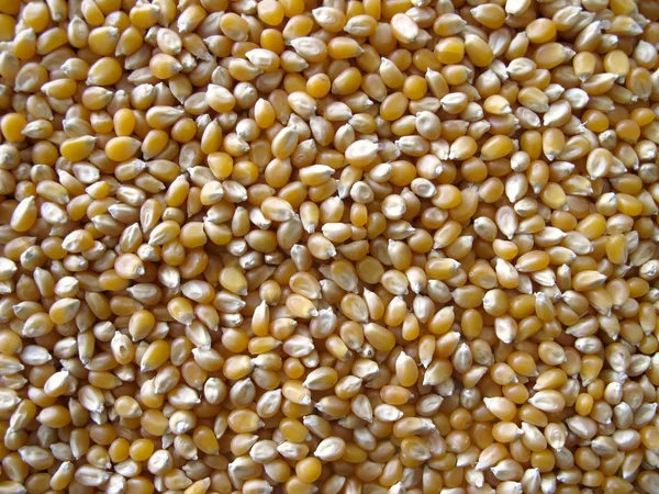 Кукурузный фон — стоковое фото