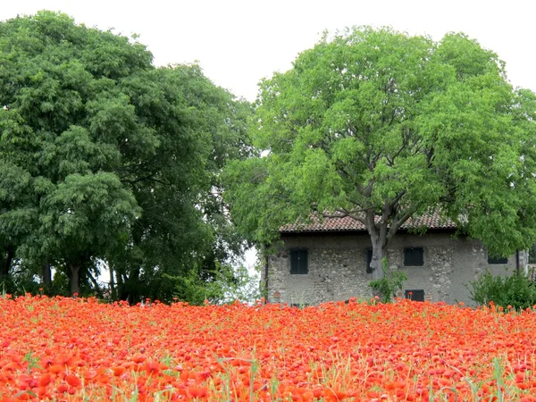 Papoilas vermelhas brilhantes grande campo na primavera — Fotografia de Stock