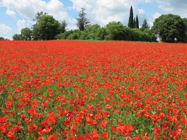 Bright red poppies large field in spring — Stock Photo, Image