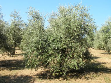 zeytin ağaçları