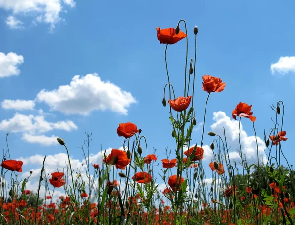 Bright red poppies on blue sky background in spring — Stock Photo, Image