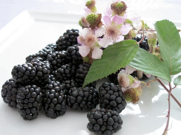 Blackberries and flowers of wild blackberries — Stock Photo, Image