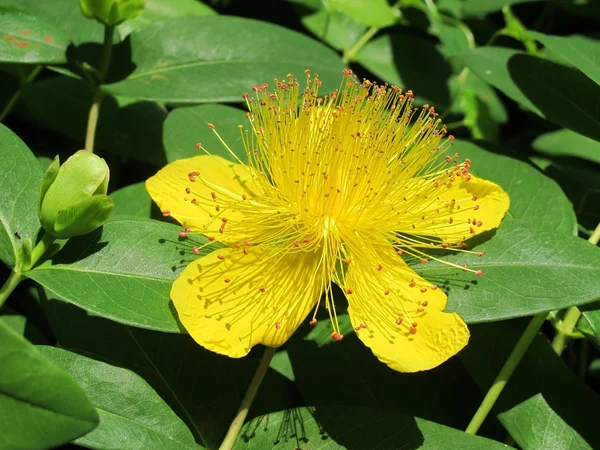 Hypericum — Stockfoto