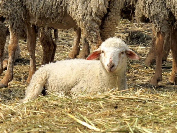 Lammetje — Stockfoto