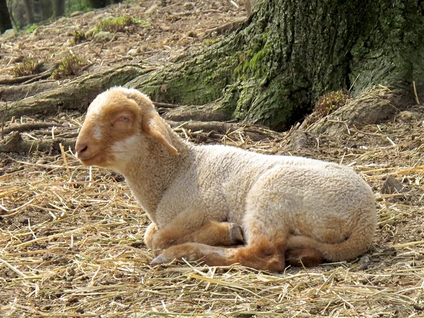 Lammetje — Stockfoto