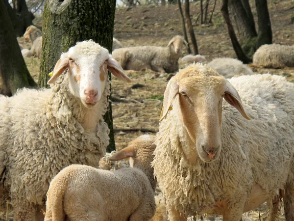 Op zoek sheeps — Stockfoto