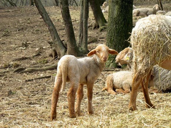 Mladé jehněčí pastva — Stock fotografie