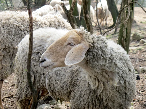 Grazende schapen — Stockfoto