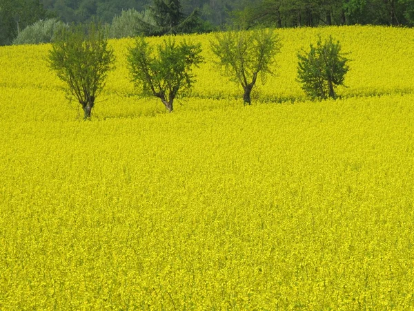 Žluté pole řepky — Stock fotografie