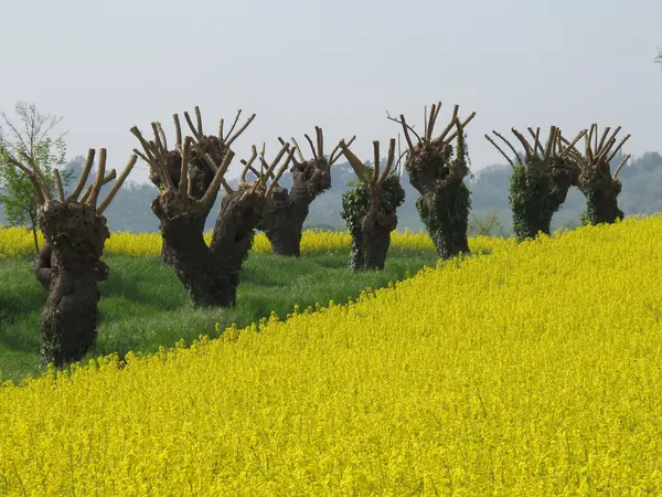 Geel veld van koolzaad — Stockfoto