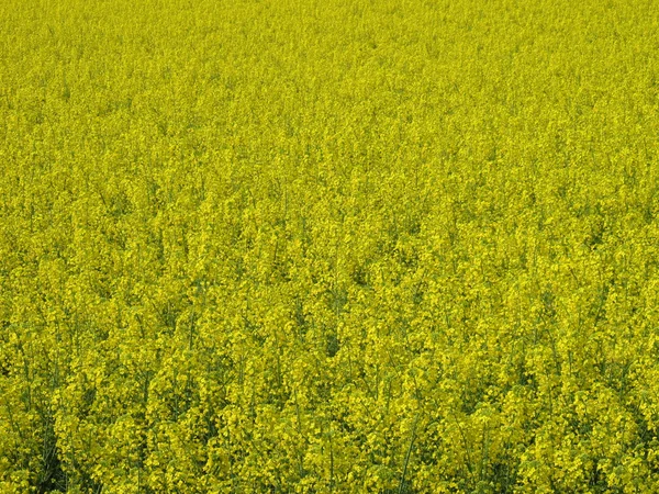 Gult fält av raps — Stockfoto