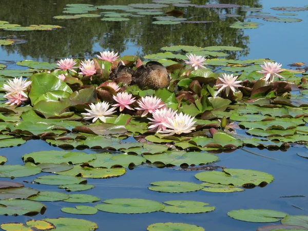 Bebek liar pada bunga lili air merah muda — Stok Foto