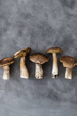 Porcini. Beton zeminde büyük mantarlar. Beyaz mantarlar kapanıyor. Üst görünüm