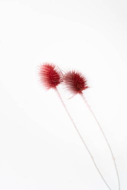 Beyaz arka planda bulanık hatları olan kırmızı çiçek. Bulanık çiçek. Dikenli kırmızı dikenli çiçekler. Sanat fotoğrafçılığı. Uzun pozlama