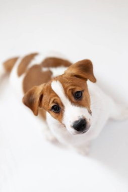 Güzel Jack Russell Terrier köpeği beyaz arka planda izole edilmiş.