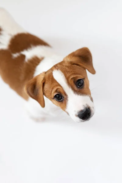 Bellissimo Jack Russell Terrier Cucciolo Isolato Sfondo Bianco — Foto Stock