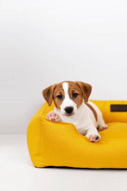 Sarı bir köpek yatağında dinlenen sevimli Jack Russell Terrier köpeği. Sevimli köpek yavrusu Jack Russell Terrier evde, kameraya bakıyor.