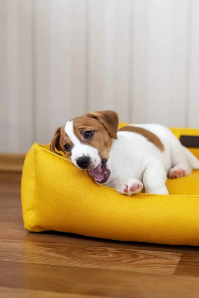Cute Jack Russell Terrier puppy resting on a yellow dog bed. Adorable puppy Jack Russell Terrier at home, looking at the camera