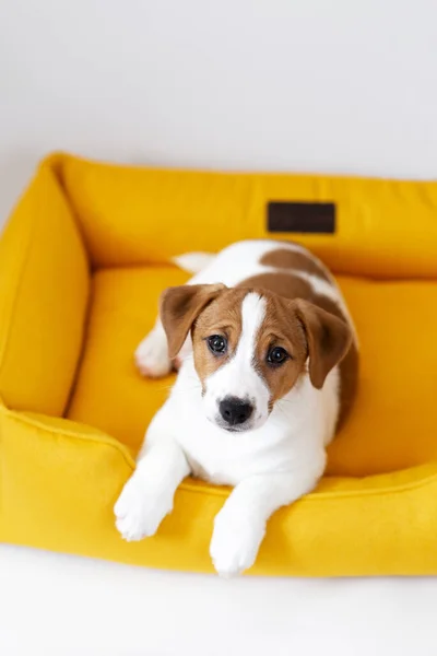 Leuke Jack Russell Terrier Puppy Rustend Een Gele Hondenmand Schattige — Stockfoto