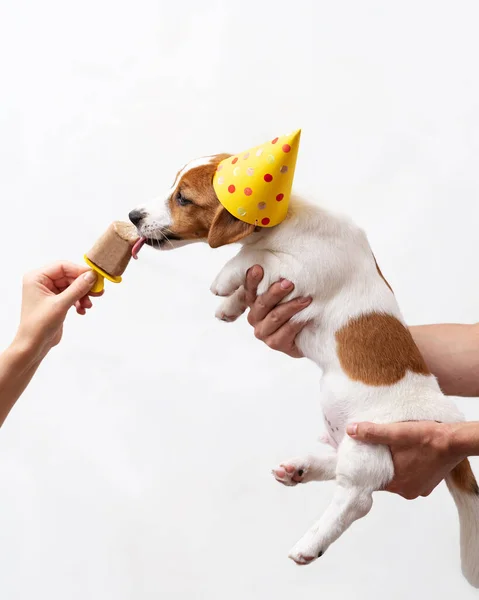 Szczeniak Jack Russell Terrier Miesiące Żółtej Papierowej Czapce Szczeniak Świętujący — Zdjęcie stockowe