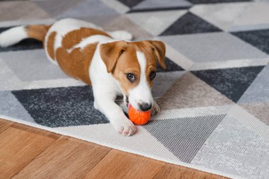 Adorable puppy Jack Russell Terrier with an orange ball at home, looking at the camera. Portrait of a little cute dog 
