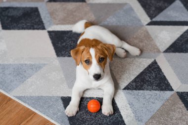 Adorable puppy Jack Russell Terrier with an orange ball at home, looking at the camera. Portrait of a little cute dog 