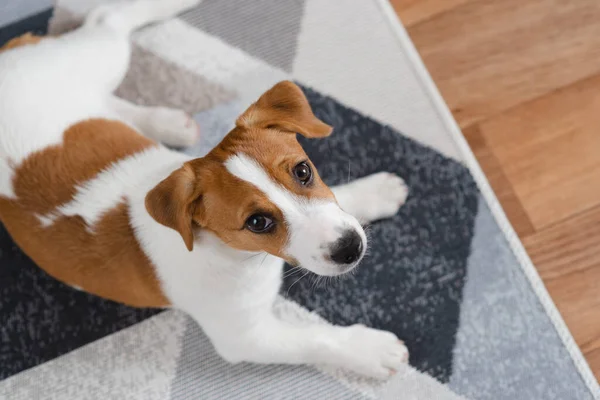 Adorable Puppy Jack Russell Terrier Floor Home Looking Camera Portrait — Photo