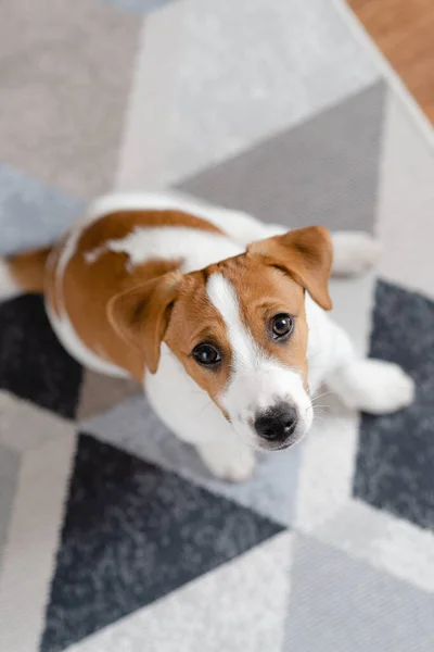 Adorable Puppy Jack Russell Terrier Floor Home Looking Camera Portrait — Zdjęcie stockowe