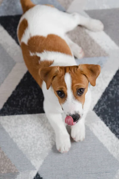 Adorable Puppy Jack Russell Terrier Floor Home Looking Camera Portrait —  Fotos de Stock