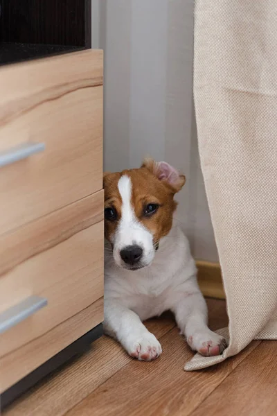 Carino Cinque Mesi Jack Russell Terrier Cucciolo Con Orecchie Piegate — Foto Stock