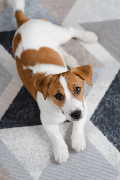 Adorable Puppy Jack Russell Terrier Floor Home Looking Camera Portrait — Photo
