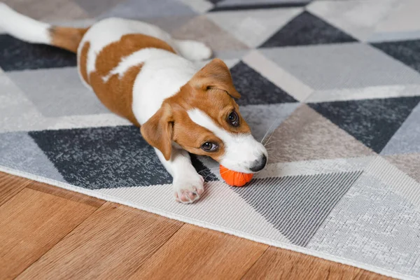 Adorable Puppy Jack Russell Terrier Orange Ball Home Looking Camera — Photo