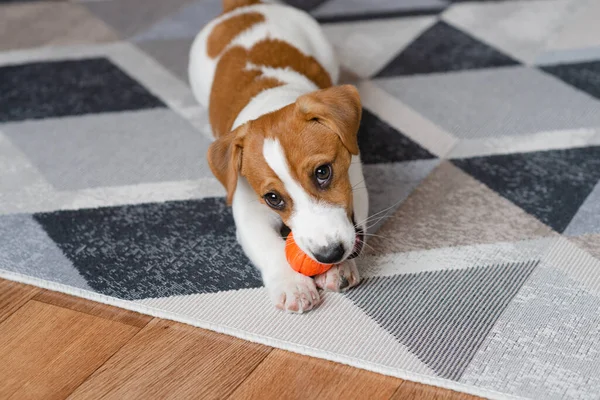 Adorable Puppy Jack Russell Terrier Orange Ball Home Looking Camera — Photo