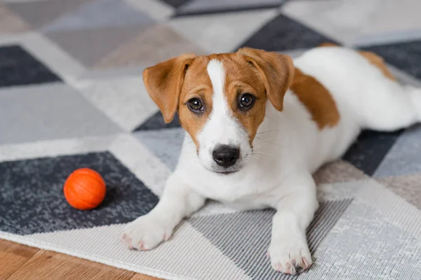 Adorabile Cucciolo Jack Russell Terrier Con Una Palla Arancione Casa — Foto Stock