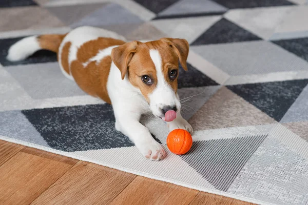 Adorable Puppy Jack Russell Terrier Orange Ball Home Looking Camera — Photo