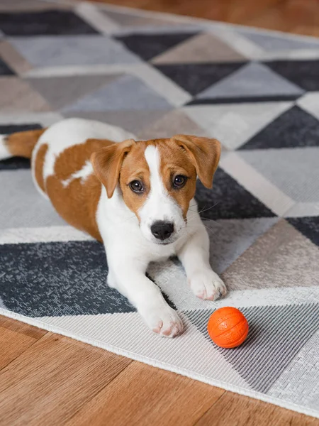 Adorable Puppy Jack Russell Terrier Orange Ball Home Looking Camera — Photo