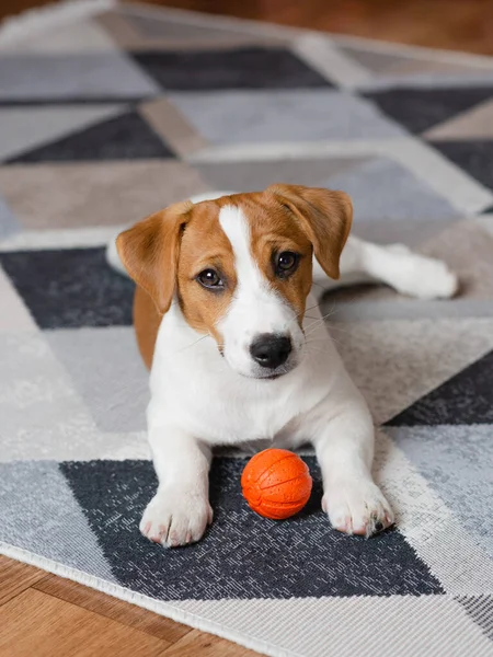 Adorable Puppy Jack Russell Terrier Orange Ball Home Looking Camera — Φωτογραφία Αρχείου