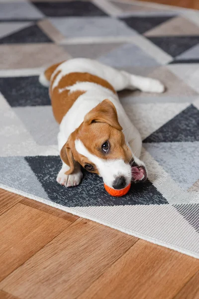 Schattige Puppy Jack Russell Terrier Met Een Oranje Bal Thuis — Stockfoto