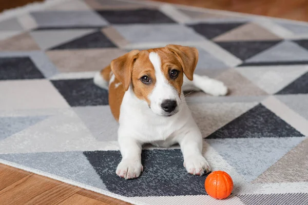 Adorable Puppy Jack Russell Terrier Orange Ball Home Looking Camera — Photo