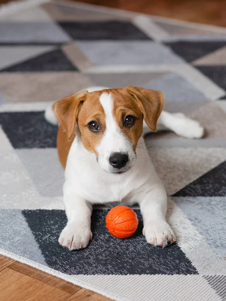 Adorable Puppy Jack Russell Terrier Orange Ball Home Looking Camera — Φωτογραφία Αρχείου