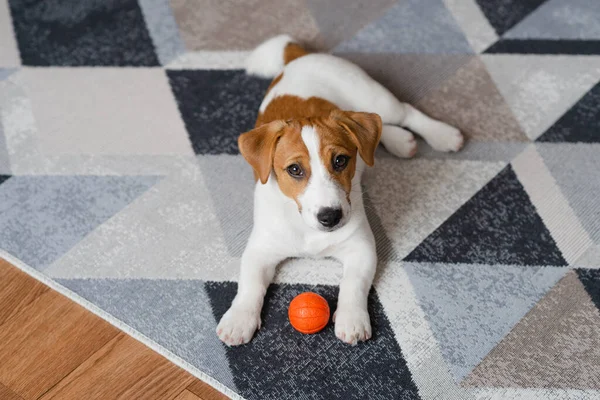 Adorable Puppy Jack Russell Terrier Orange Ball Home Looking Camera — Photo