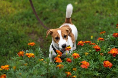 Adorable Jack Russell Terrier puppy in leash smelling the flowers in the nature on green park 