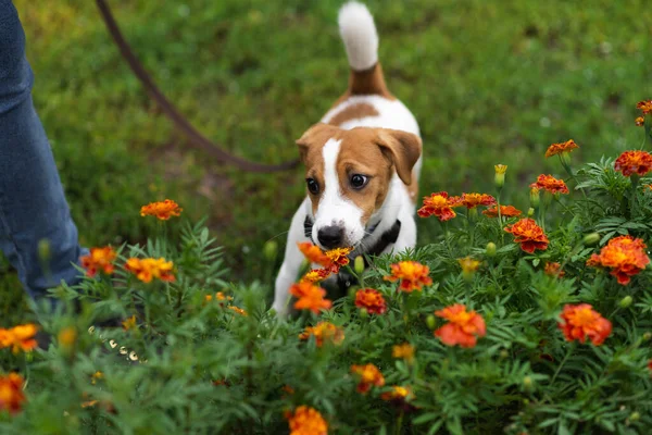 Adorable Jack Russell Terrier Puppy Leash Smelling Flowers Nature Green — Foto Stock