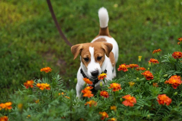 Adorable Jack Russell Terrier puppy in leash smelling the flowers in the nature on green park 
